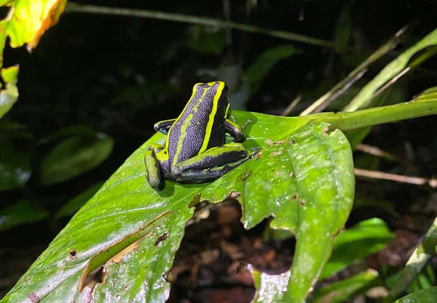 Leticia: Amazing Three Day Jungle Tours - Day 2: cross to Peru, San Antonio giant-tree trail, then Tarapoto lakes dolphins