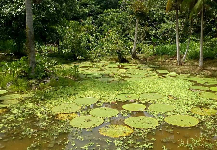 Leticia: Amazing Three Day Jungle Tours - Where you start: Leticia pickup, early mornings, and meeting the day before