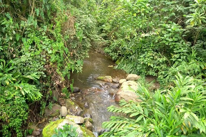 Luxury Coffee Plantation Private Tour (9 Hrs.) - The lunch and food piece, why it is part of the value