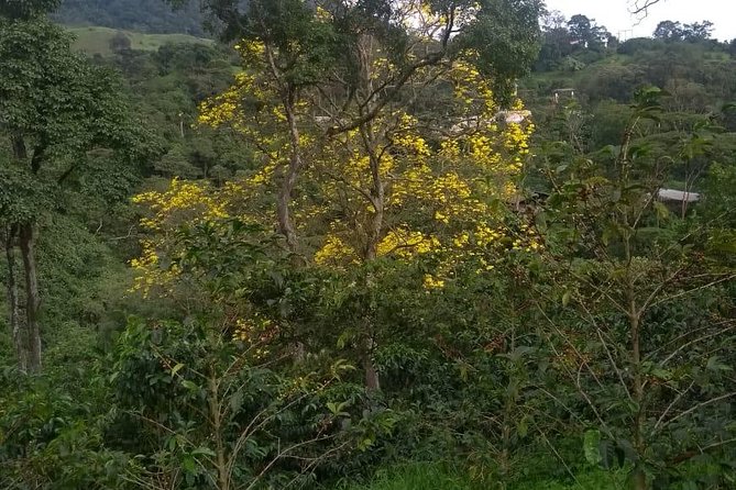 Luxury Coffee Plantation Private Tour (9 Hrs.) - Private tour guides, and why the names you get matter