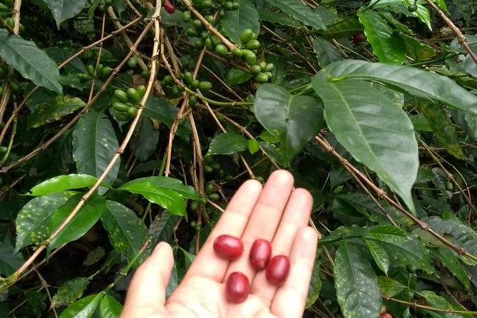 Luxury Coffee Plantation Private Tour (9 Hrs.) - Transportation time and what to wear for 8 to 9 hours