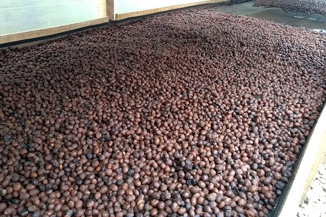 Luxury Coffee Plantation Private Tour (9 Hrs.) - Price and value: $489 for a private coffee day