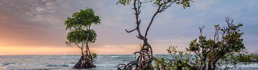 Mangroves, cultural fishing, black heritage town and lunch - Guides Matter: Alex, Luis, and What to Expect From the Human Side