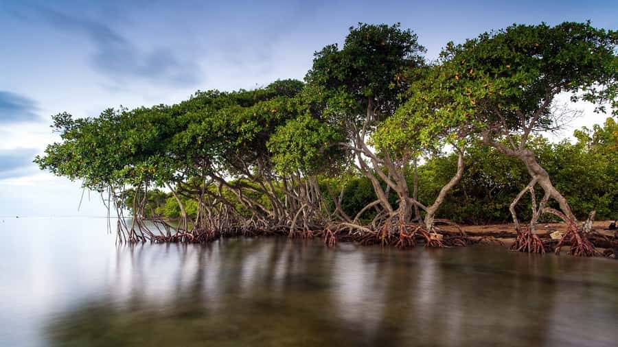 Mangroves, cultural fishing, black heritage town and lunch - Price and Value: Is $49 a Good Deal for This Mix?