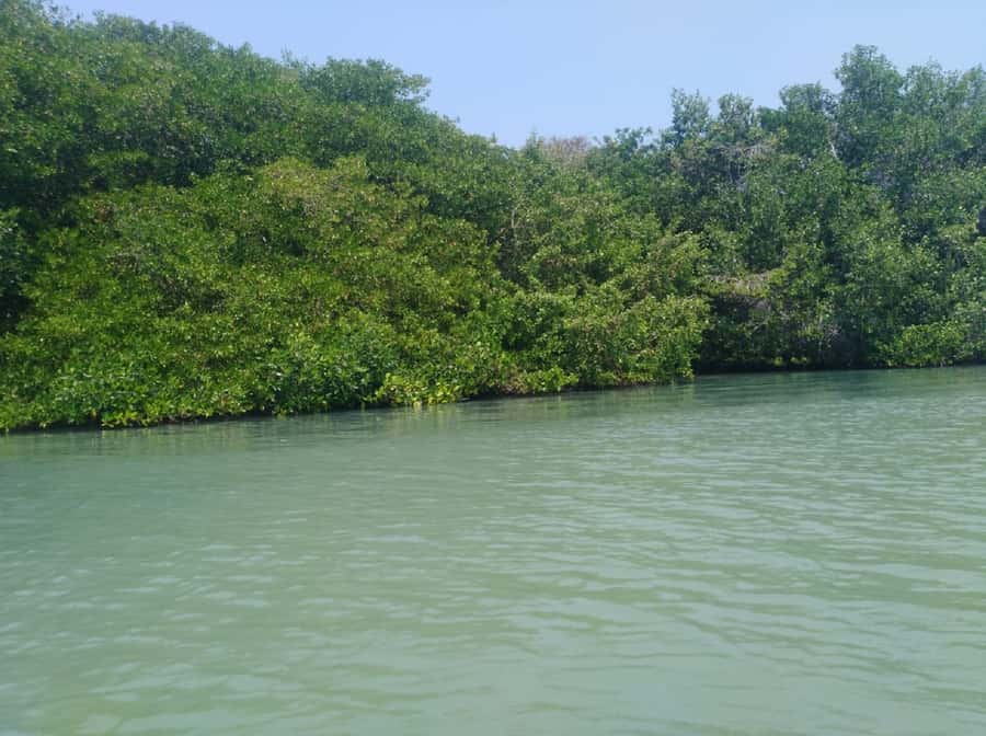 Mangroves, cultural fishing, black heritage town and lunch - Who This Tour Fits Best, and Who Might Skip It