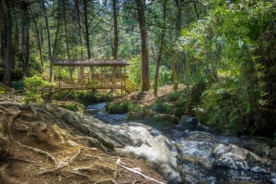 Botanical Garden and Arvi Park City Tour