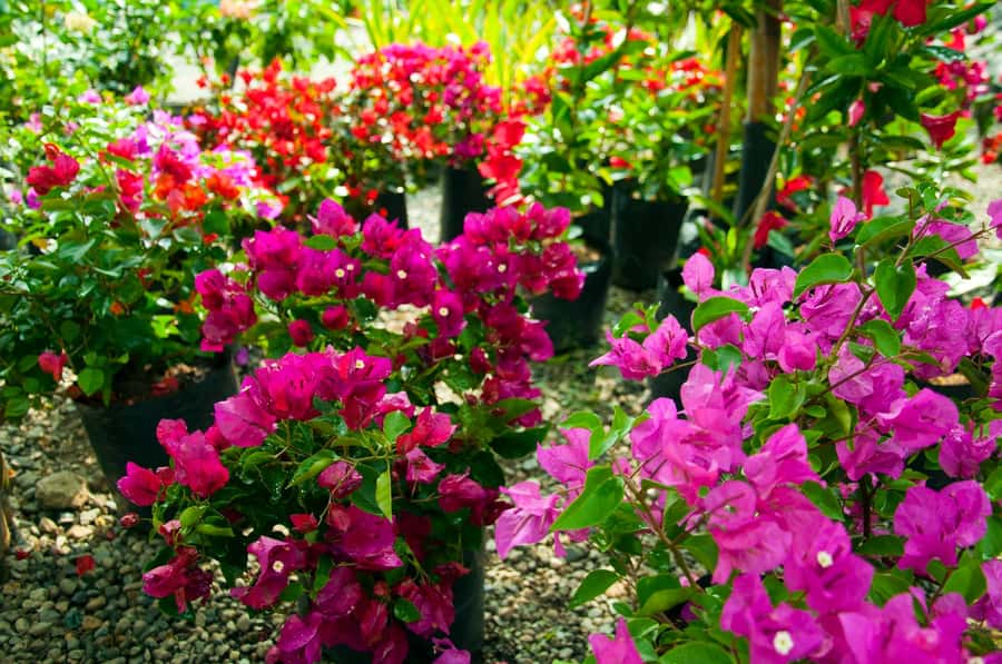 Medellín: Botanical Garden and Arvi Park City Tour - Price and logistics: what $85 buys you, and what you must plan for