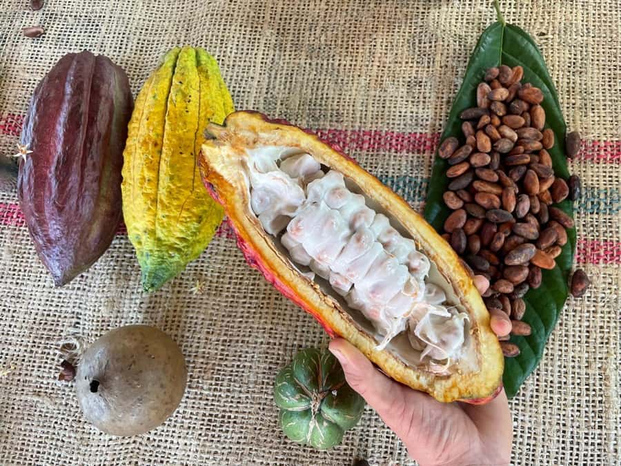 Medellín: Chocolate Tour & Exfoliation in beautiful river - On the family cacao farm: cacao pods to chocolate bar