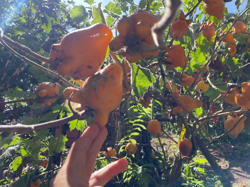 Medellín: Chocolate Tour & Exfoliation in beautiful river - The meals are part of the story: breakfast and lunch on the farm