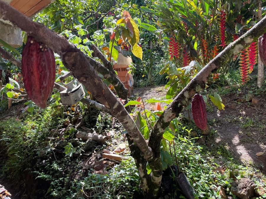 Medellín: Chocolate Tour & Exfoliation in beautiful river - Pailania sightseeing stop: views without extra pressure