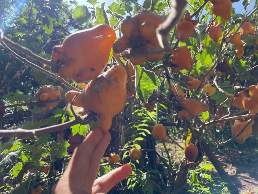 Medellín: Chocolate Tour & Exfoliation in beautiful river - Cocoa butter exfoliation: the step that turns chocolate into self-care
