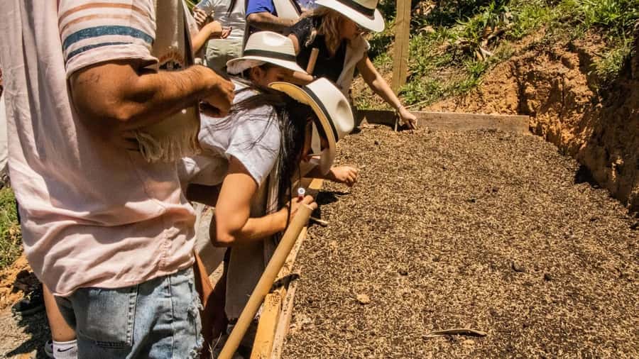 Medellin: Coffee and fruit tour - Guarapo and the Antioquian lunch payoff