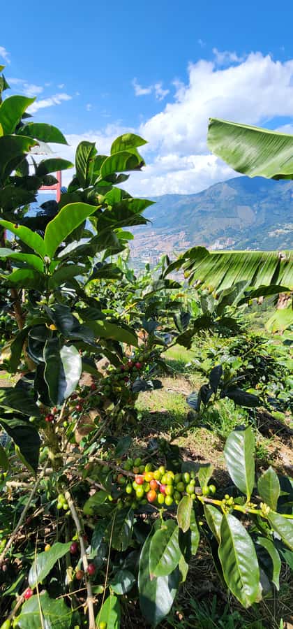 Medellin: Coffee Farm Tour & Spa with Overnight Glamping - Coffee Wellness Spa: Oils, Scrub, Facial Mask, and Massage