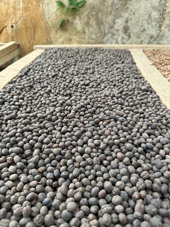 Medellín Coffee Farm Tour with Trolley and Cable Car Ride - San Antonio Tranvía start, tram to coffee hills