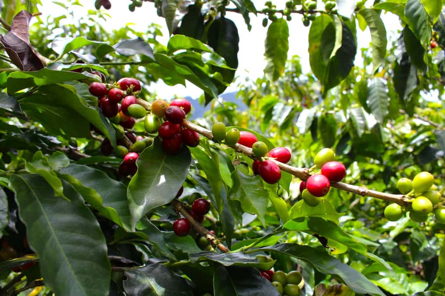 Medellín Coffee Farm Tour with Trolley and Cable Car Ride - Food, snacks, and the one thing to plan for