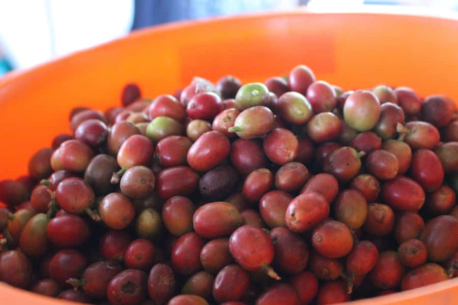 Medellin: Coffee Tour with Hotel Transfers and Meals - What to bring (and what not to wear) so you enjoy every minute