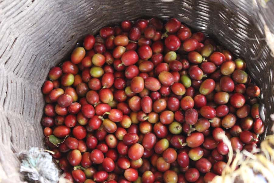 Medellin: Coffee Tour with Hotel Transfers and Meals - Plátano calado con quesito dessert, plus snacks to keep the day easy