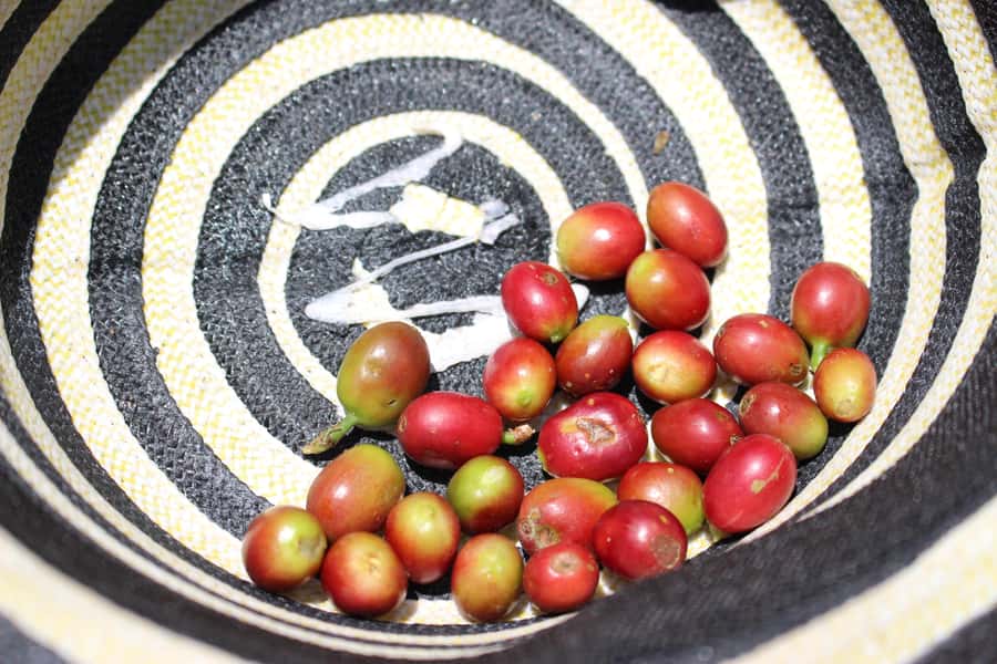 Medellin: Coffee Tour with Hotel Transfers and Meals - Optional horseback ride: a scenic add-on if you want more time up the hill