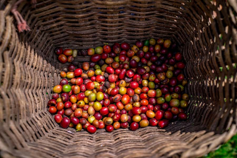 Medellin: Coffee Tour with Transport, Snacks and Tastings - Medellín Pickup and San Sebastián de Palmitas Timing That Feels Worth It