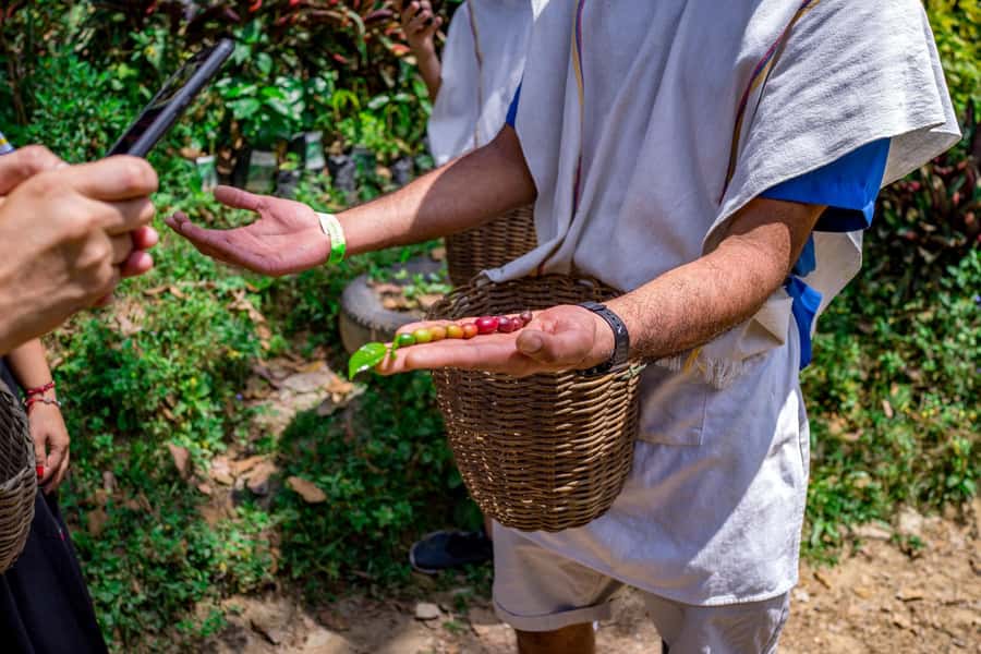 Medellin: Coffee Tour with Transport, Snacks and Tastings - The 75-Minute Guided Tour at D’Arrieros: History, Farm Views, and Breaks That Help
