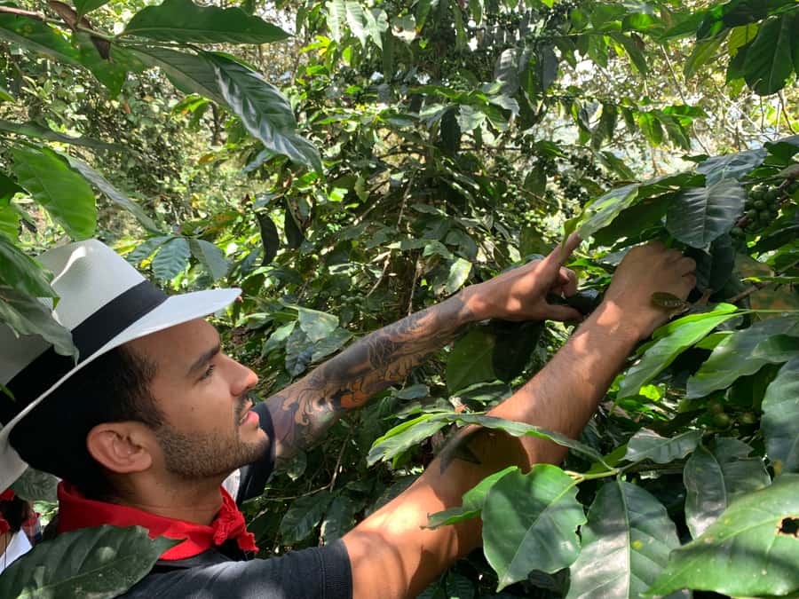 Medellin: Coffee Tour with Transport, Snacks and Tastings - Bean Picking and the Harvest-to-Drying Lesson You Can See