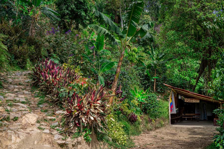 Medellin: Coffee Tour with Transport, Snacks and Tastings - Brewing and Coffee Tasting Like a Pro, Without Pretending You’re Barista-Perfect