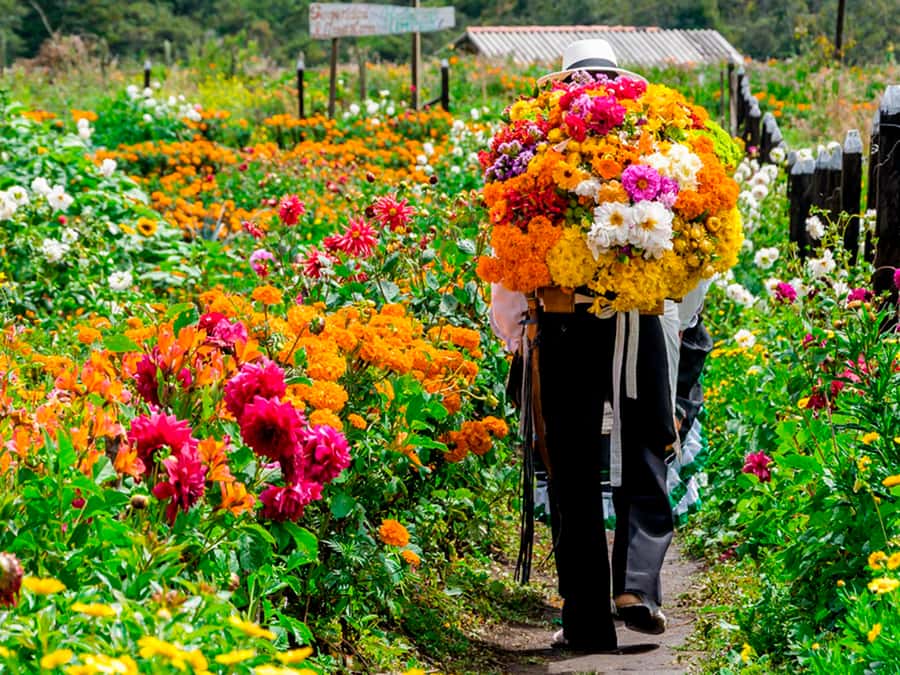Medellín: Flower Farm & Silletero History Tour - Key highlights to look for before you book