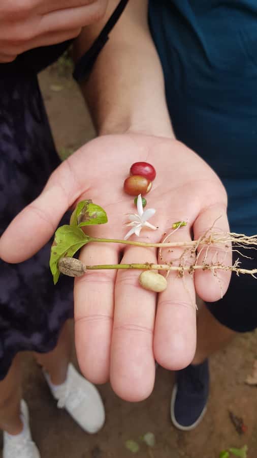 Medellin: Guatape, El Peñol Coffee Farm Private Tour & Fruit - Price and value: what you get for $169 per person