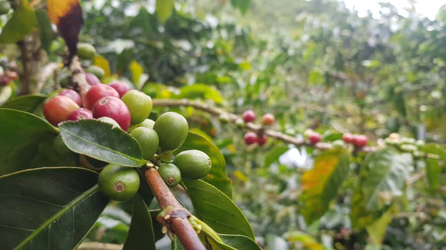 Medellin: Guatape, El Peñol Coffee Farm Private Tour & Fruit - The coffee farm in El Peñol: from cherries to your cup