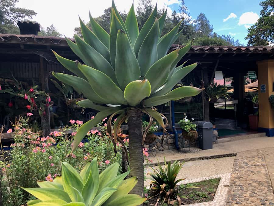 Medellín: Half-Day Private Colonial Towns Tour - Logistics that make or break the experience