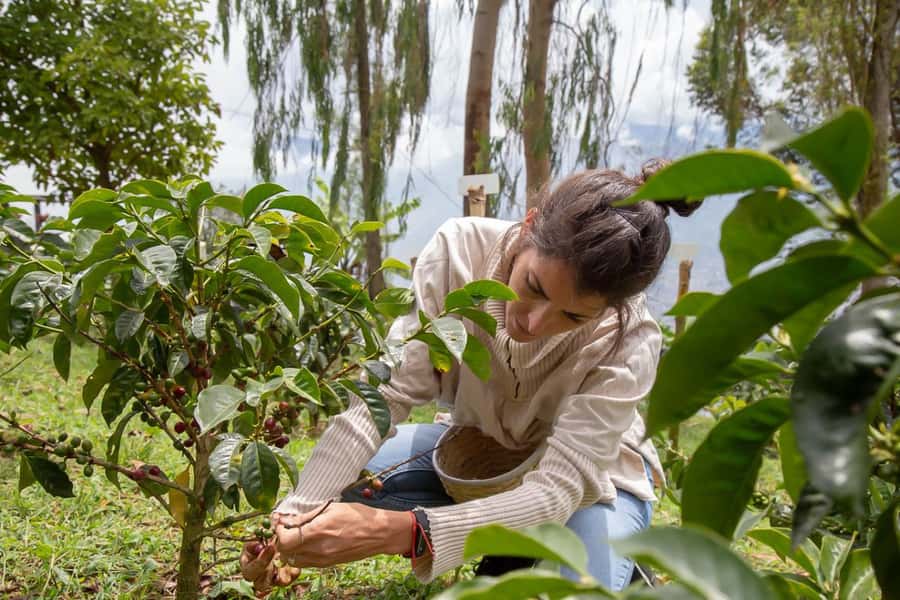 Medellin: Horseback Riding Coffee Farm Tour with Coffee Spa - How the 5-Hour Plan Actually Flows From Arvi to Don Leandro