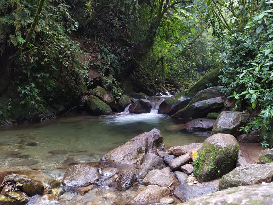 Medellín: Nature Experience & Waterfall-Hike - The hike through Andean cloud forest: what the trail actually feels like