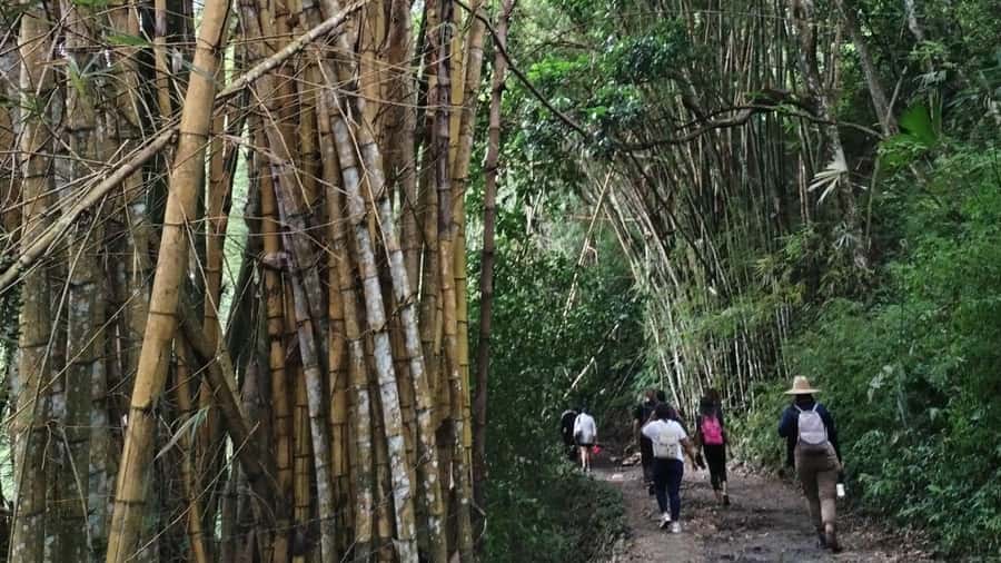 Minca: Hidden Waterfall + Coffee and Cocoa Workshop - The trek to Cascada Escondida, 25 meters of waterfall time