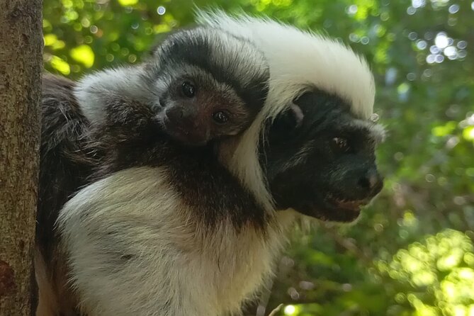 Monkey Volunteer Work in Wildlife Reserve Near Cartagena - Key highlights worth circling on your map