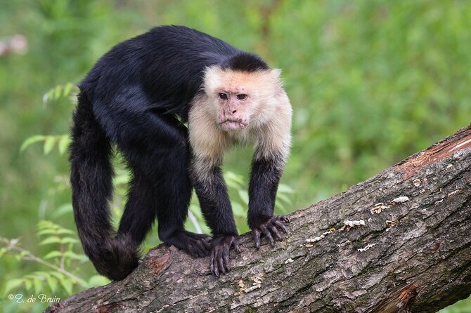 Monkey Volunteer Work in Wildlife Reserve Near Cartagena - Breakfast by the lake at Fundación Loros, then straight into work