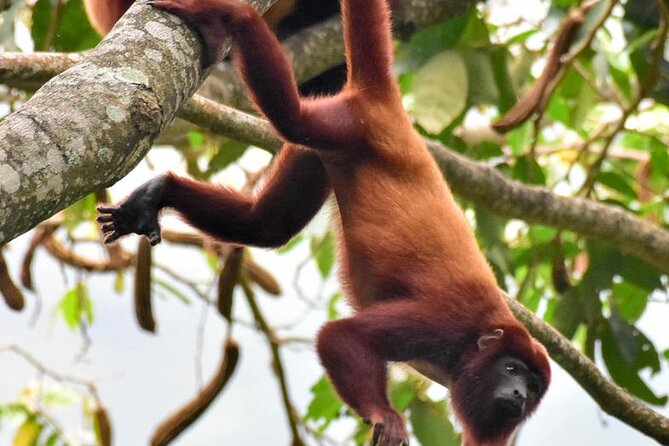 Monkey Volunteer Work in Wildlife Reserve Near Cartagena - Harvest cassava and papaya, then see the logic behind sustainable farming