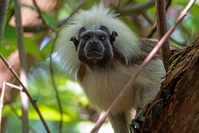 Monkey Volunteer Work in Wildlife Reserve Near Cartagena - Should you book Monkey Volunteer Work near Cartagena?
