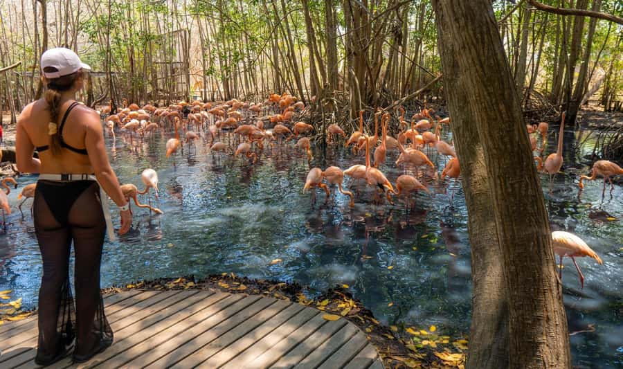 National Aviary and Playa Blanca Plankton Full-Day Tour - Getting Back to Cartagena: The Part You Should Plan for Early