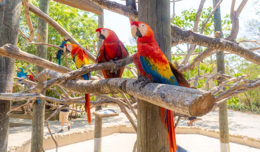 National Aviary and Playa Blanca Plankton Full-Day Tour - What You Actually Get for $83: Included Perks That Add Up