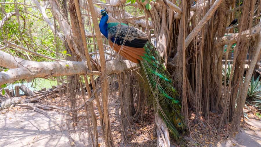 National Aviary and Playa Blanca Plankton Full-Day Tour - Balance Check: The Best Fit for This Tour (and the Best Reason to Skip)