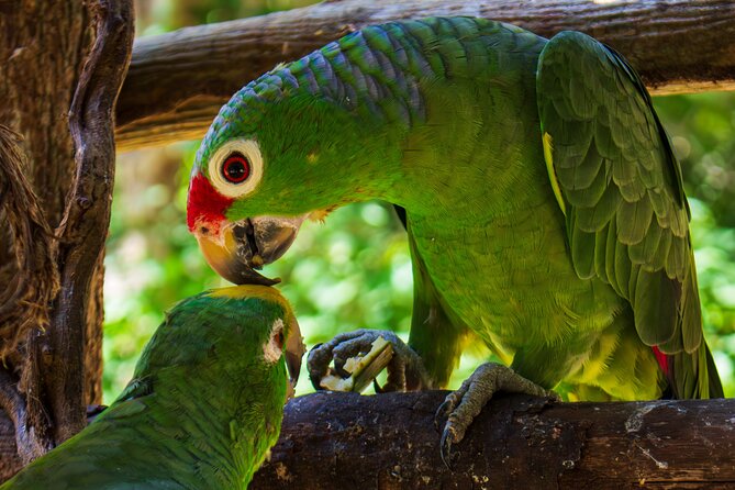 National Aviary & Mambo Beach Club Baru - Playa Blanca - Aviary and Playa Blanca in one early-start day