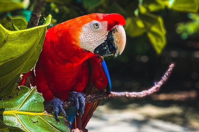 National Aviary & Mambo Beach Club Baru - Playa Blanca - Entering the National Aviary park: your two-hour trek