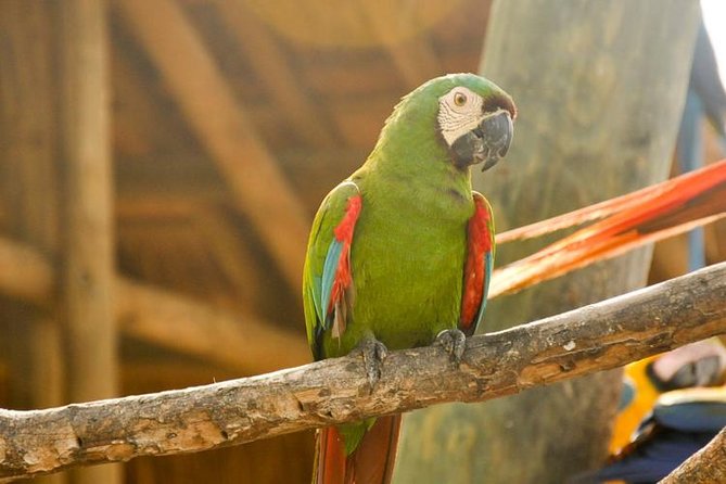 National Aviary private from Cartagena - Guide quality matters: what to do if bird ID is your priority