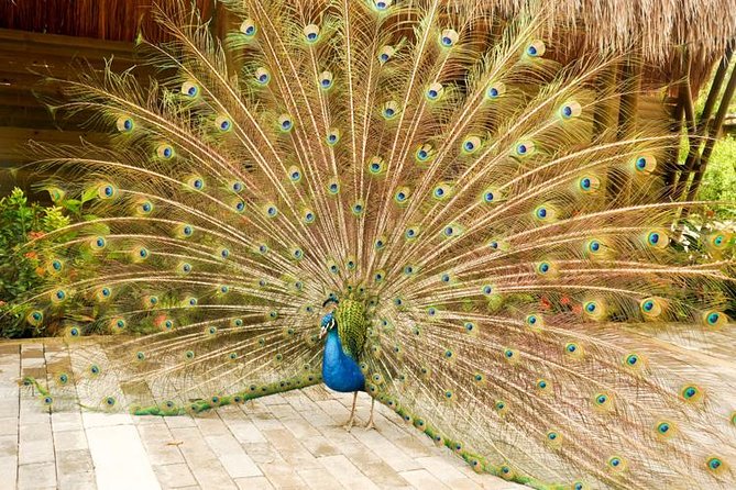 National Aviary private from Cartagena - Your half-day plan from Cartagena: how the timing feels