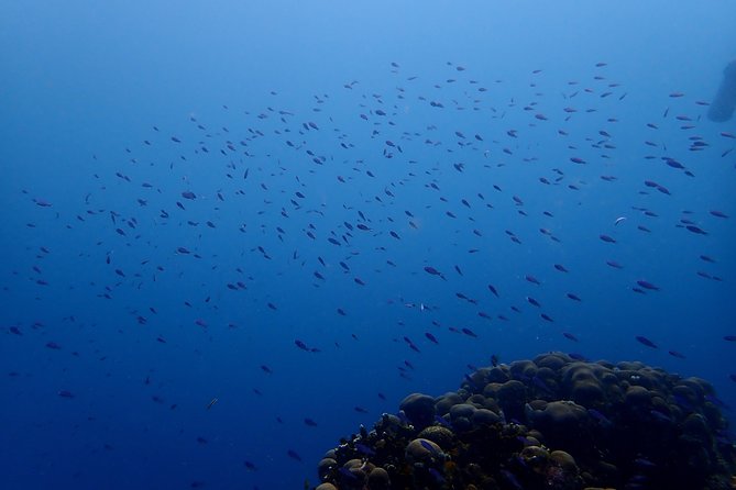 PADI Open Water Diving Course - Your 3-day PADI Open Water course in Cartagena