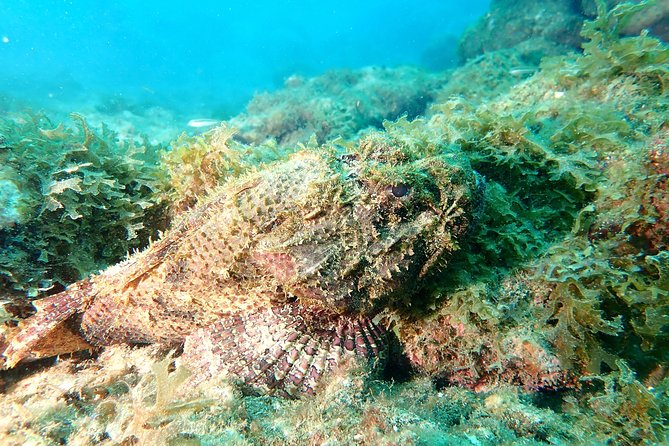PADI Open Water Diving Course - Phase 1: Online knowledge study and doubt class