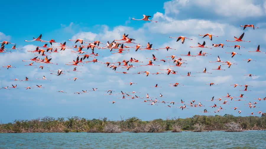 Palomino: Sanctuary of Flamingos Day Tour - Key things to know before you go