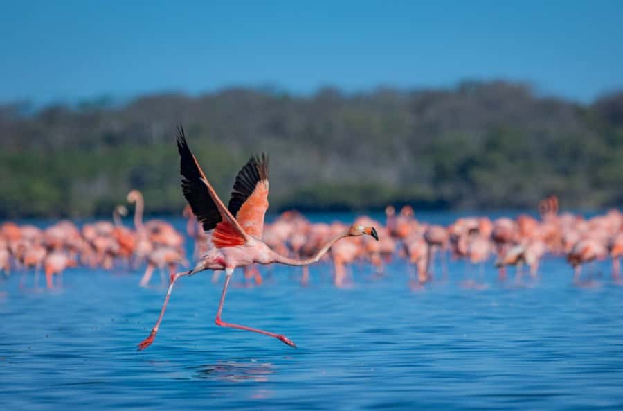 Palomino: Sanctuary of Flamingos Day Tour - Boat time on the salty lagoon: where the flamingos really happen