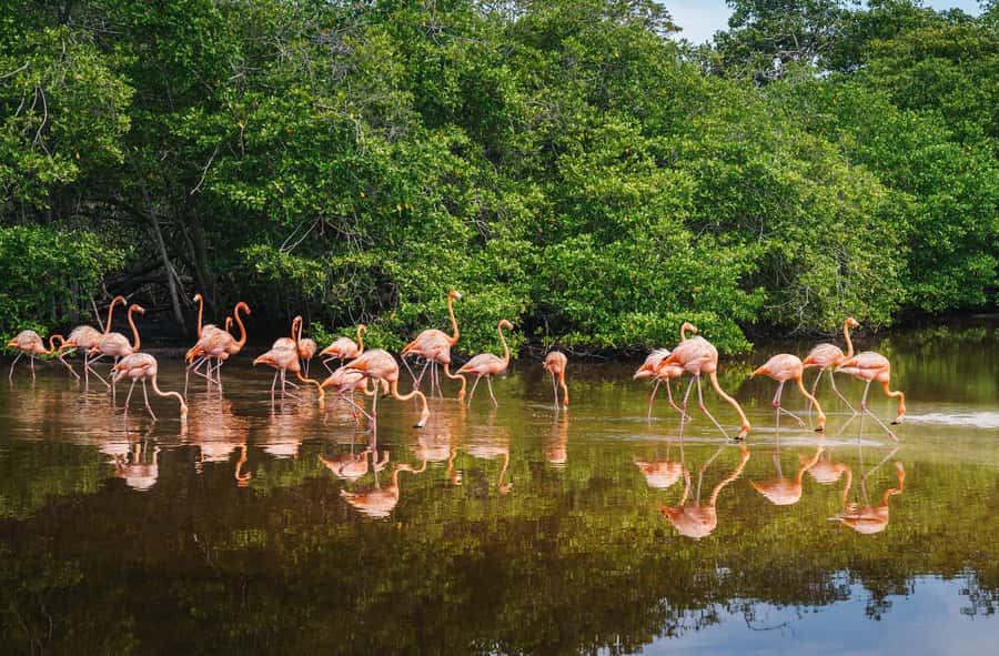 Palomino: Sanctuary of Flamingos Day Tour - Transport and timing: the part you should double-check