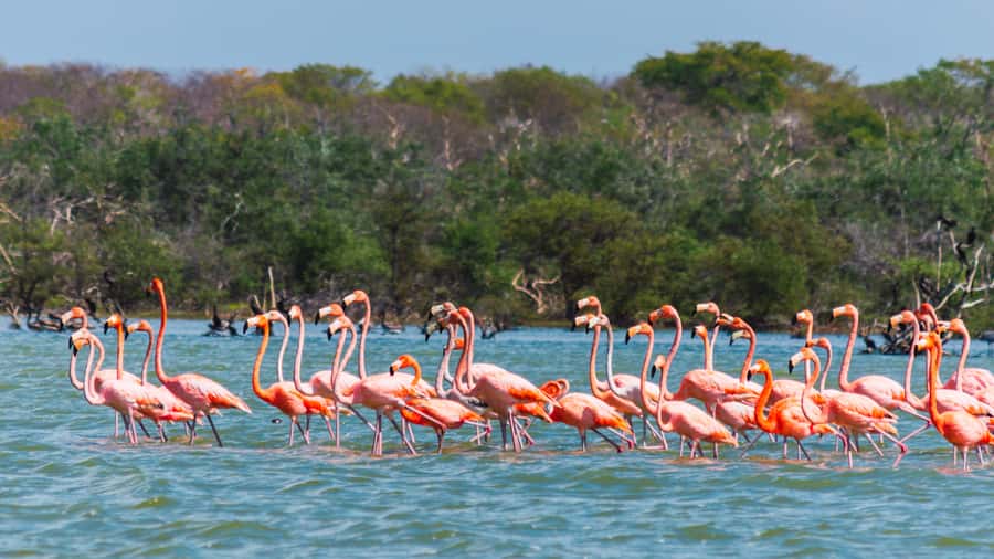 Palomino: Sanctuary of Flamingos Day Tour - Getting from Palomino to Shrimp’s Beach and the sanctuary area